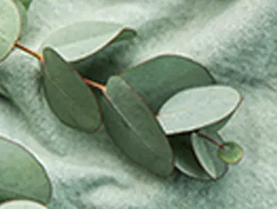 Kolor eucalyptus