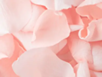 Kolor petal